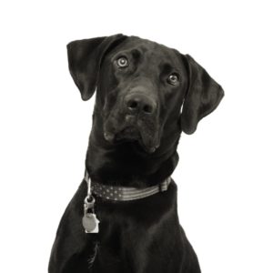 Cooper