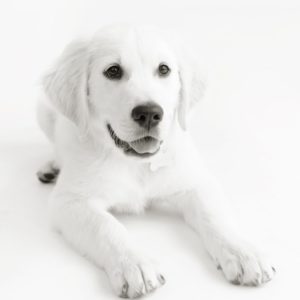 Stanley