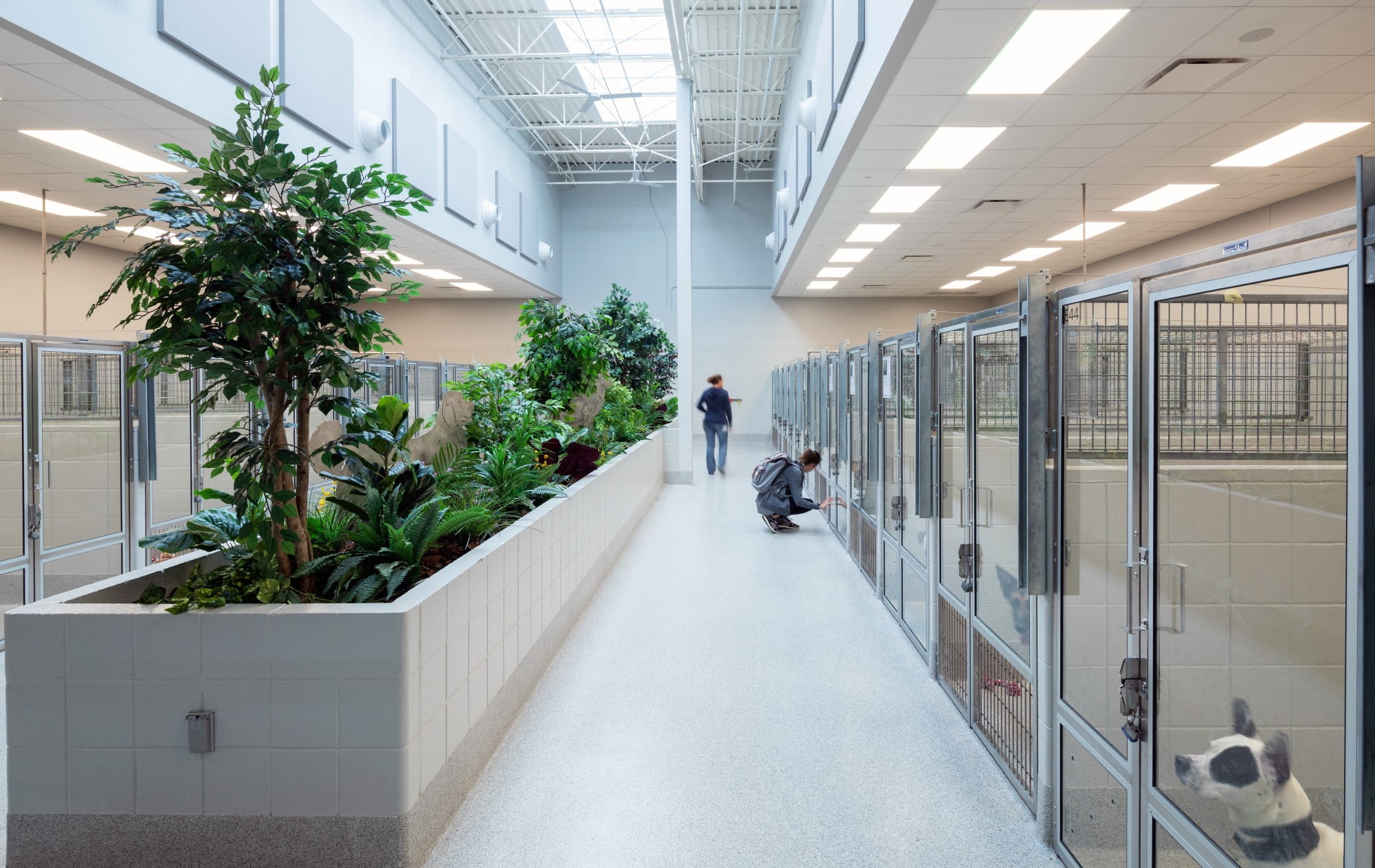 Renovate or Build New? Helping Animal Shelters Build for the Future