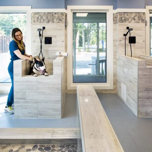 Veterinary Clinic of Myrtle Beach Animal Arts