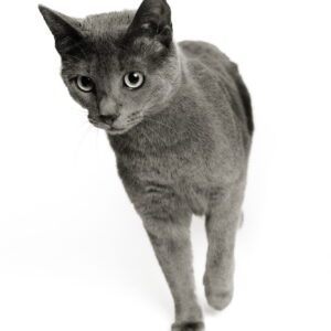 Lucipurr