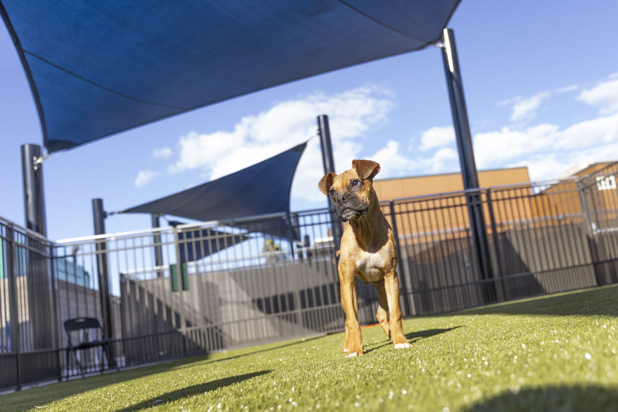 A Better Way to House Dogs